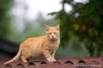 _MG_3719-2