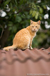 _MG_3727-2