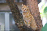 _MG_3740-2