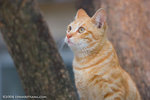 _MG_3743-2