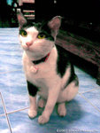 Image021-2