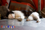_MG_9781-2