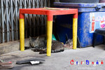 _MG_9786-2