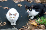 _MG_9009-2
