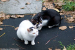 _MG_9016-2