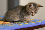 _MG_0609-2