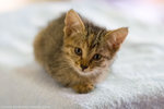 _MG_0620-2