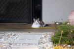 _MG_2728-2