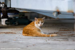 _MG_2731-2