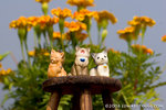 _MG_4985-2