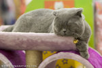 _MG_2632-2
