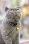 _MG_2663-2