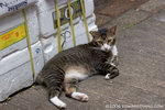 _MG_1090-2