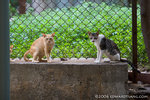 _MG_1099-2