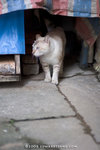_MG_2762-2