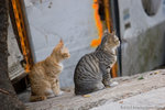 _MG_0743-2