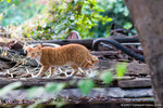 _MG_0764-2