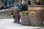 _MG_0826-2