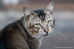 _MG_0855-2