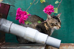 _MG_0856-2