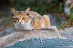 _MG_2403-2