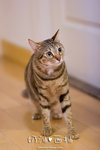 _MG_1774-2