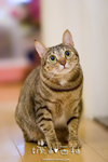 _MG_1799-2