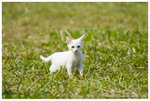 _MG_9811-2