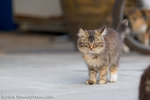 _MG_5828-2