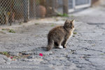 _MG_5835-2
