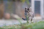 _MG_5845-2