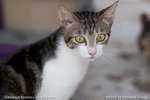 _MG_2392-2