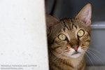 _MG_3406-2