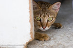 _MG_3471-2