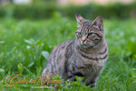 _MG_0200-2