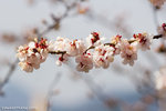 _MG_0268-2