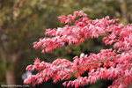 _MG_0622-2