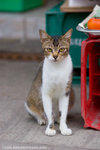 _MG_0290-2