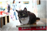 a745C5253