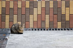 _MG_8262-2