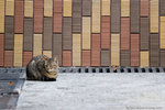 _MG_8263-2
