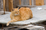 _MG_3364-2