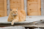 _MG_3372-2
