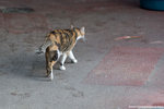 _MG_0154-2
