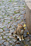 _MG_6637-2
