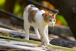 _MG_1778-2