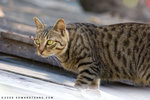 _MG_1781-2