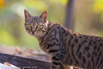 _MG_1783-2