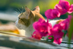 _MG_1786-2
