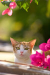 _MG_1795-2